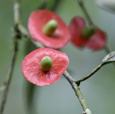 Heisteria acuminata, photographed by Aitor