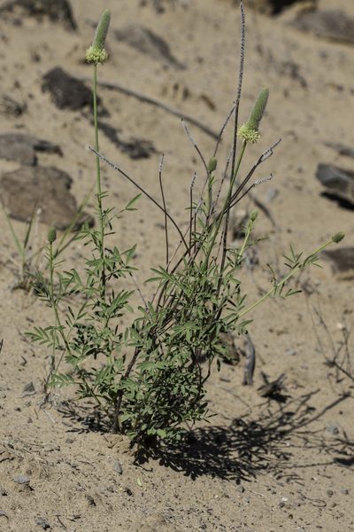 Dalea cylindriceps, photographed by Craig Martin