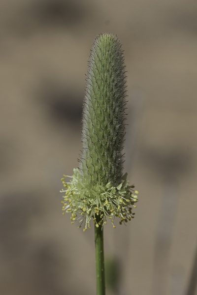 Dalea cylindriceps, photographed by Craig Martin