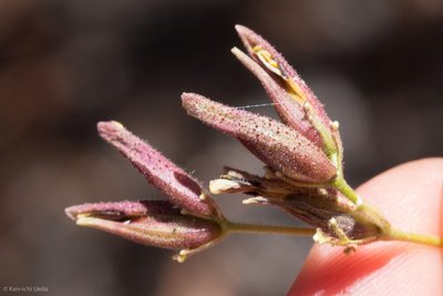 Cordylanthus nevinii, photographed by Ken-ichi Ueda
