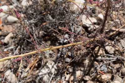 Cordylanthus nevinii, photographed by Ken-ichi Ueda