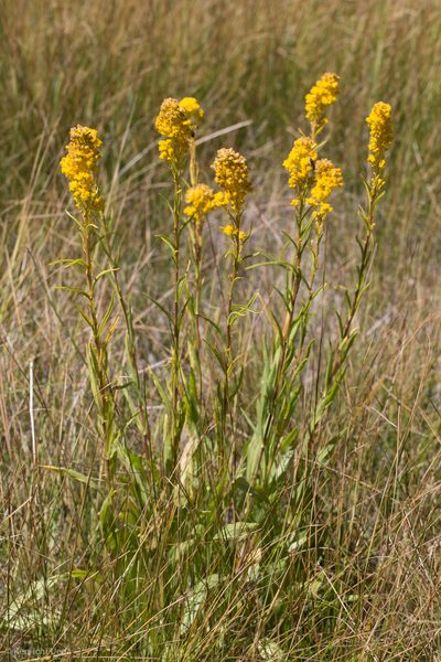 Solidago confinis, photographed by Ken-ichi Ueda