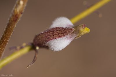 Cordylanthus nevinii, photographed by Ken-ichi Ueda