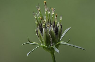 Cosmos parviflorus, photographed by Craig Martin