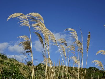 Austroderia splendens, photographed by Jacqui Geux