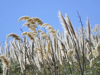 Austroderia splendens, photographed by Jacqui Geux