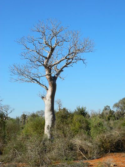 Givotia madagascariensis, photographed by Louis Imbeau