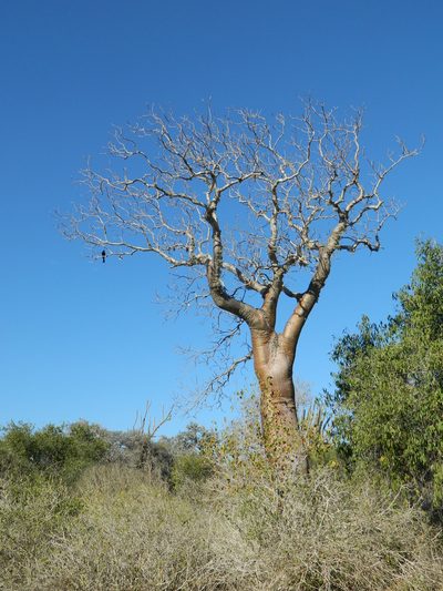 Givotia madagascariensis, photographed by Louis Imbeau