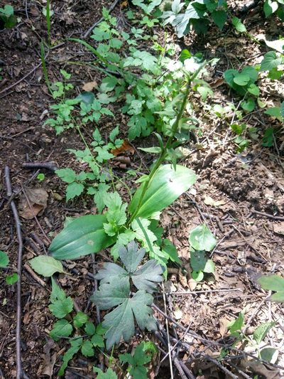 Platanthera densa, photographed by zhangshen