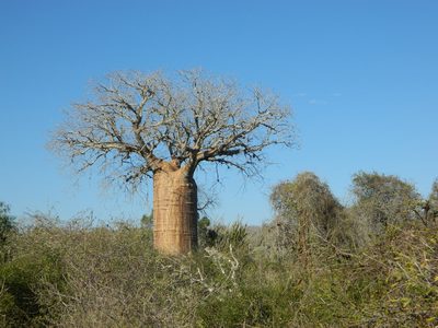 Adansonia fony, photographed by Louis Imbeau