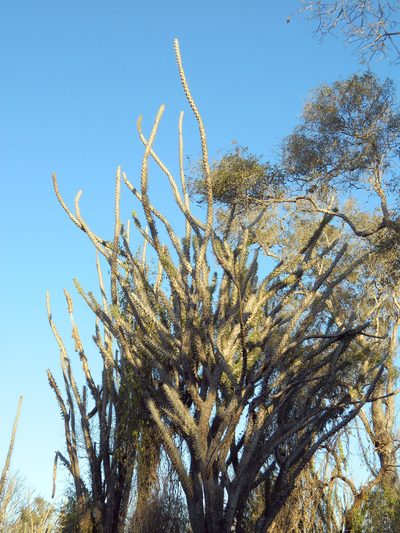 Didierea madagascariensis, photographed by Louis Imbeau