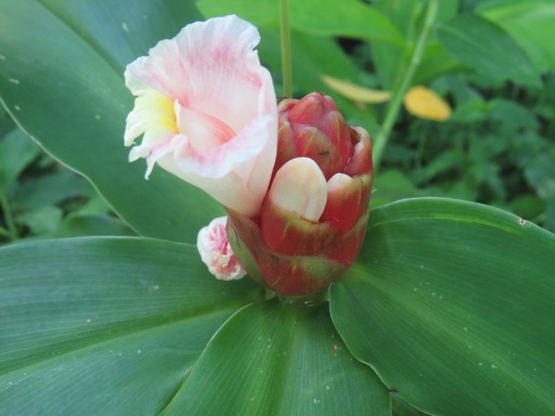 Costus atlanticus, photographed by Diogo Luiz