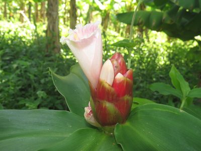 Costus atlanticus, photographed by Diogo Luiz
