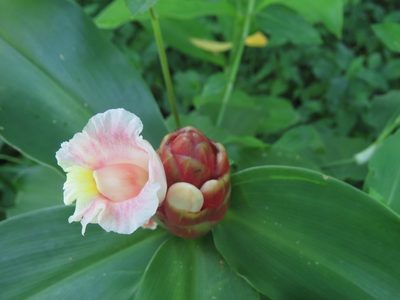 Costus atlanticus, photographed by Diogo Luiz