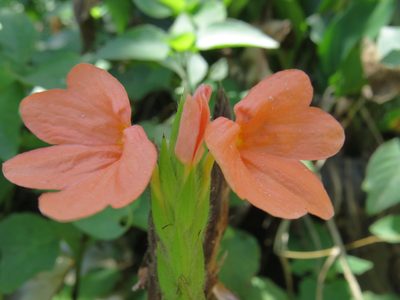 Crossandra infundibuliformis, photographed by Diogo Luiz