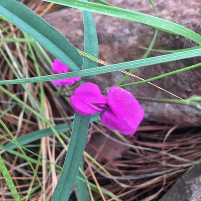 Cologania angustifolia, photographed by Gjon Hazard