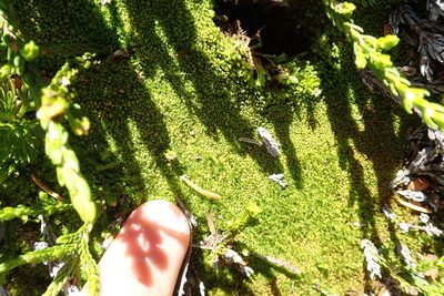 Nardia geoscyphus, photographed by Randal