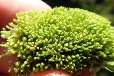 Nardia geoscyphus, photographed by Randal