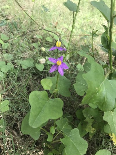 Solanum trilobatum, photographed by Prashanth N S