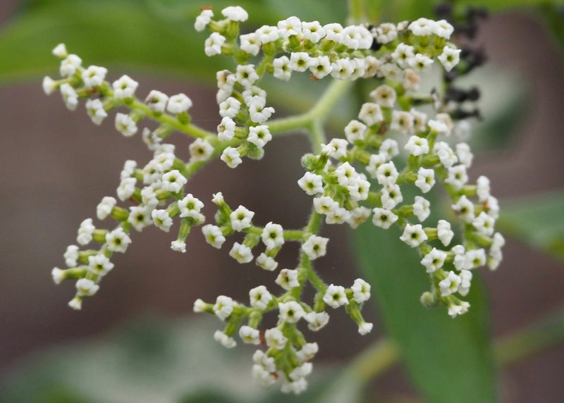 Tournefortia pubescens, photographed by John G. Phillips