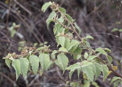 Waltheria ovata, photographed by John G. Phillips