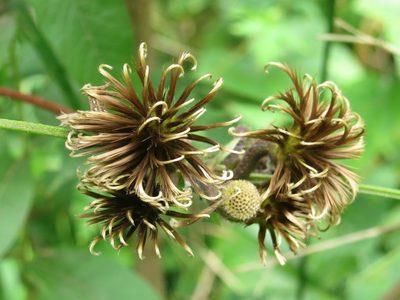 Clematis fusca, photographed by Repina Tatyana