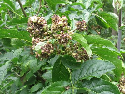 Eleutherococcus sessiliflorus, photographed by Repina Tatyana
