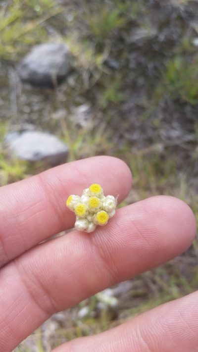 Pseudognaphalium sandwicensium, photographed by cwarneke