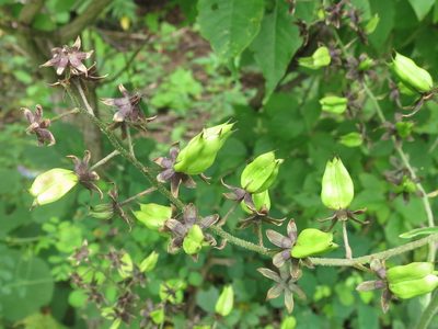 Veratrum maackii, photographed by Repina Tatyana