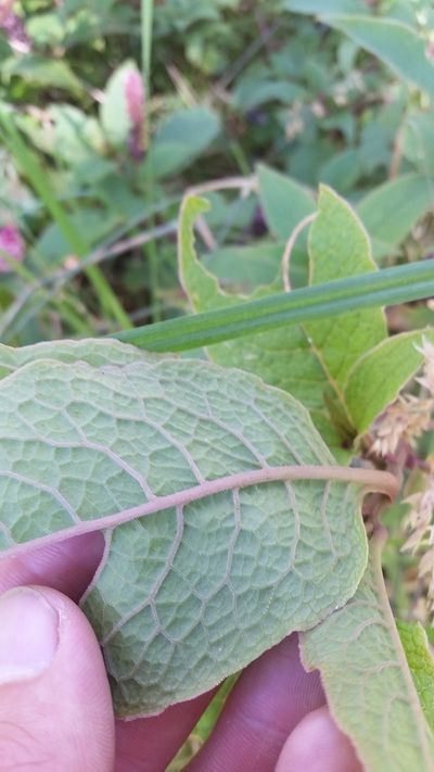 Phytolacca sandwicensis, photographed by cwarneke