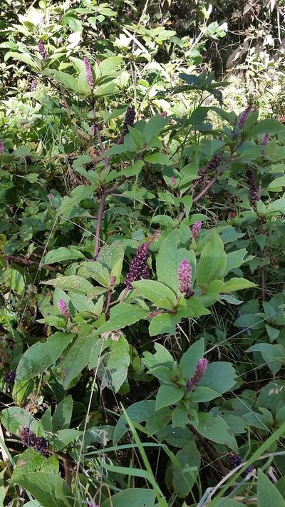 Phytolacca sandwicensis, photographed by cwarneke