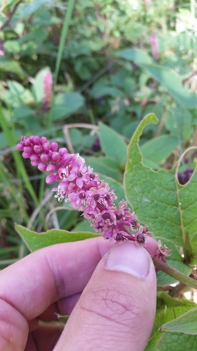 Phytolacca sandwicensis, photographed by cwarneke
