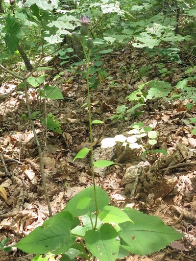 Saussurea grandifolia, photographed by Repina Tatyana