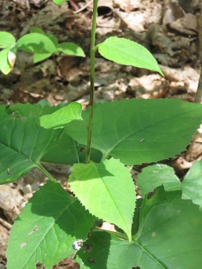 Saussurea grandifolia, photographed by Repina Tatyana