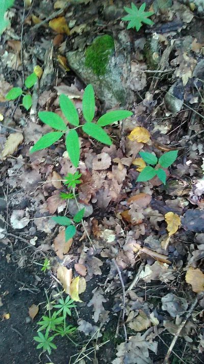 Polygonatum orientale, photographed by Михаил Орлов