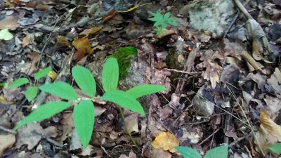 Polygonatum orientale, photographed by Михаил Орлов
