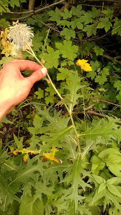 Cirsium chlorocomos, photographed by Михаил Орлов