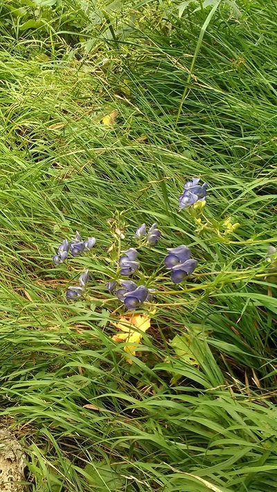 Aconitum nasutum, photographed by Михаил Орлов