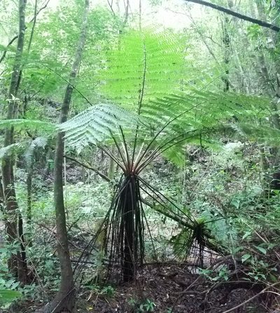 Cyathea costaricensis, photographed by Alan Rockefeller