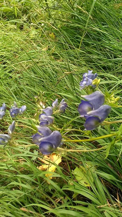 Aconitum nasutum, photographed by Михаил Орлов