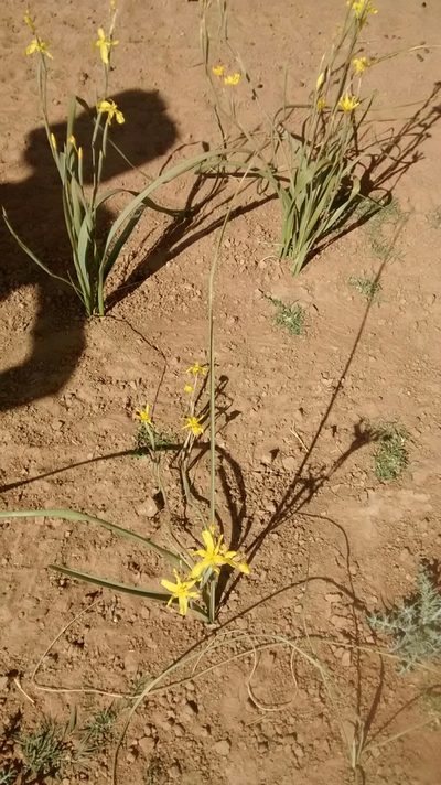 Moraea pallida, photographed by Daniel van der Post