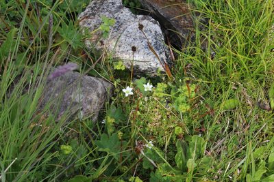 Pseudocherleria imbricata, photographed by Dmitriy Bochkov