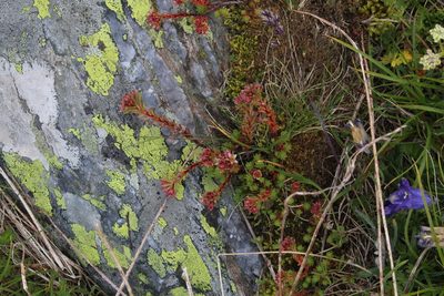 Sedum tenellum, photographed by Dmitriy Bochkov