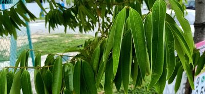 Cinnamomum iners, photographed by Ong Jyh Seng