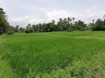 Oryza sativa, photographed by Manoj Karingamadathil