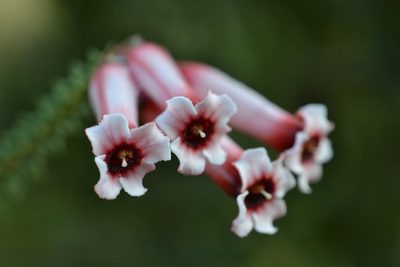 Erica aristata, photographed by Sam McCarren