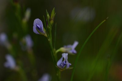 Psoralea restioides, photographed by Sam McCarren