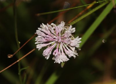 Marshallia graminifolia, photographed by Jessica
