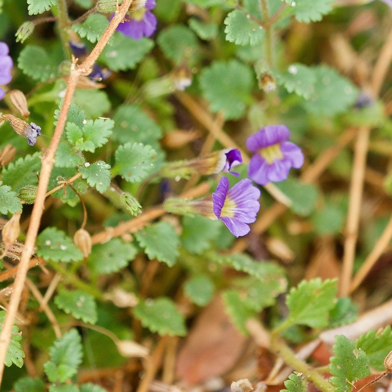 Stemodia pusilla, photographed by Bill Levine