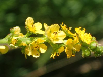 Agrimonia striata, photographed by Ian Manning